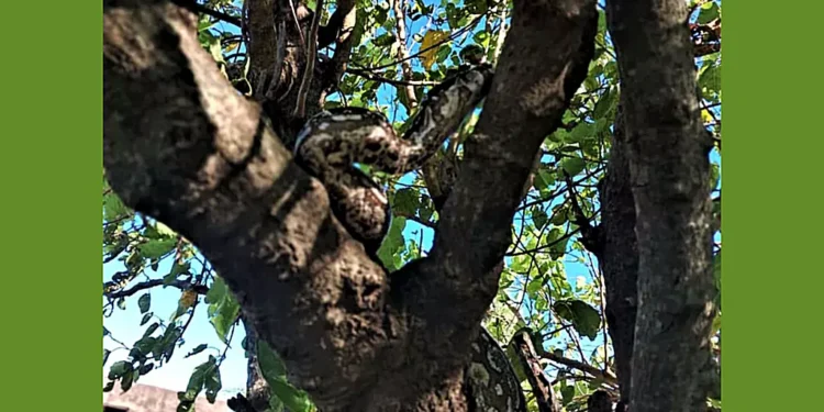 Bomberos Voluntarios rescatan lampalagua