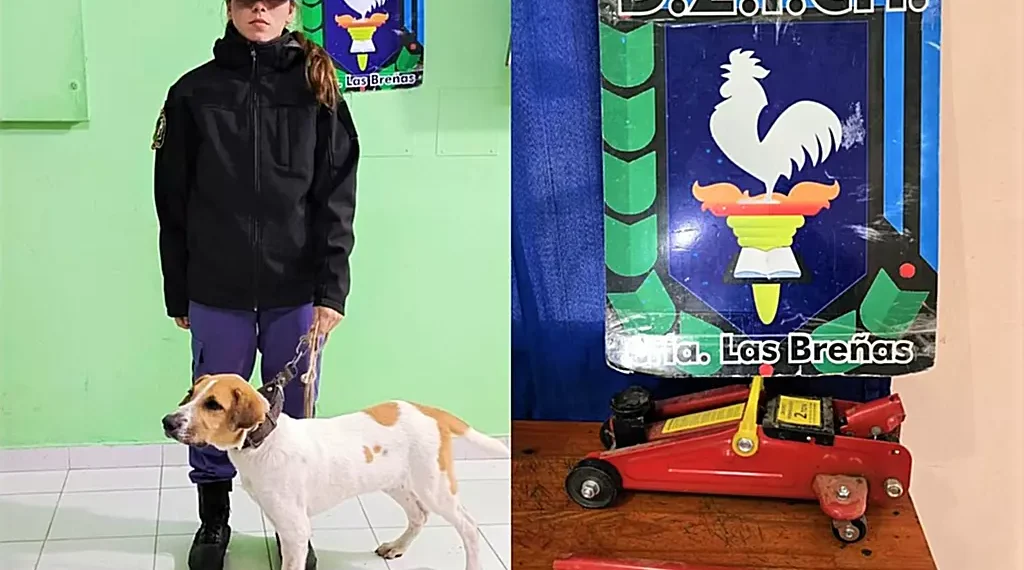 Policía breñense recupera elementos robados, y un perro