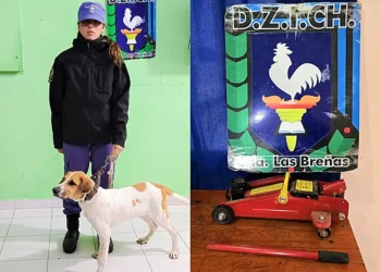 Policía breñense recupera elementos robados, y un perro