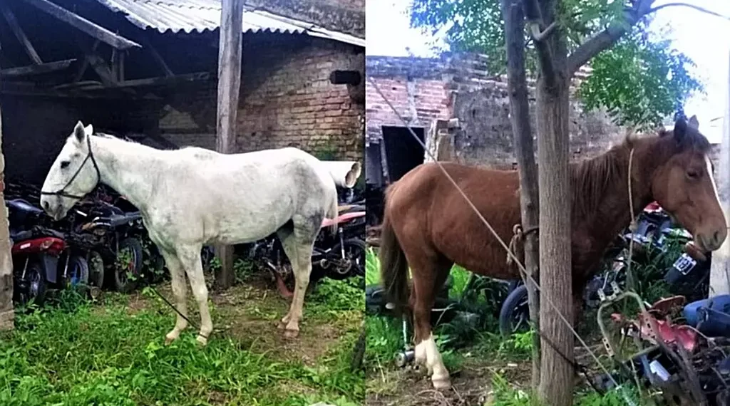 Se secuestraron dos caballos a la vera de la Ruta