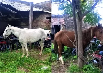 Se secuestraron dos caballos a la vera de la Ruta