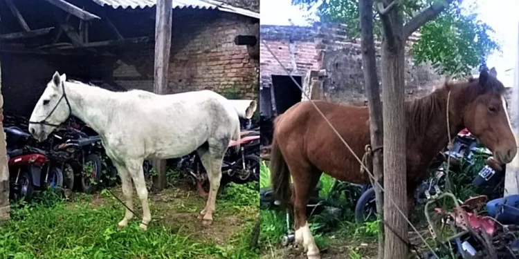 Se secuestraron dos caballos a la vera de la Ruta