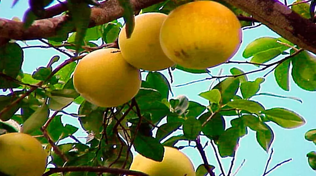 Con los pomelos… ¡NO!