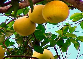 Con los pomelos… ¡NO!