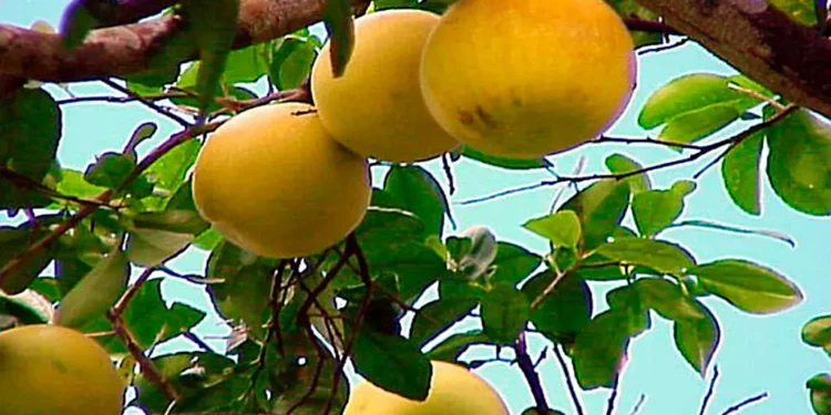 Con los pomelos… ¡NO!