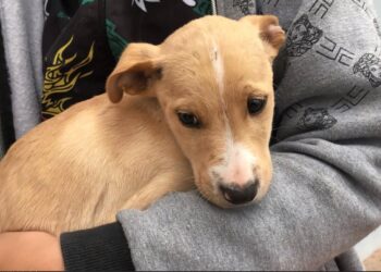 21 de Julio, “Día Mundial del Perro”