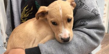 21 de Julio, “Día Mundial del Perro”