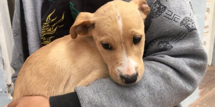 21 de Julio, “Día Mundial del Perro”