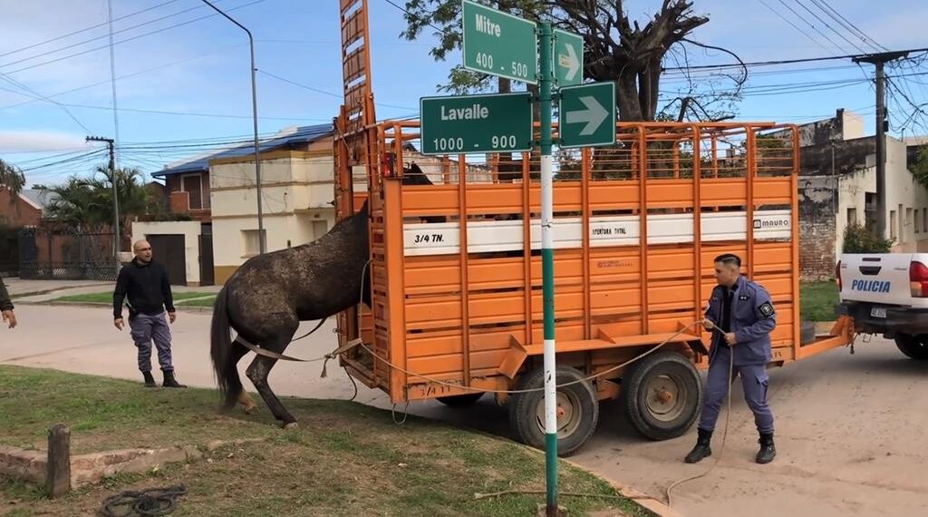 Animales sueltos: Secuestro y traslados