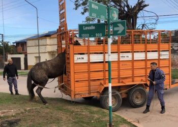 Animales sueltos: Secuestro y traslados