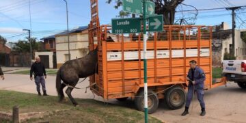 Animales sueltos: Secuestro y traslados