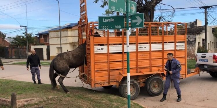 Animales sueltos: Secuestro y traslados