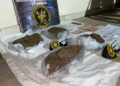 Policía de Drogas secuestró 2,850 kg de “cogollos de marihuana”