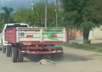 Policía identificó al dueño de la camioneta que arrastraba a un perro