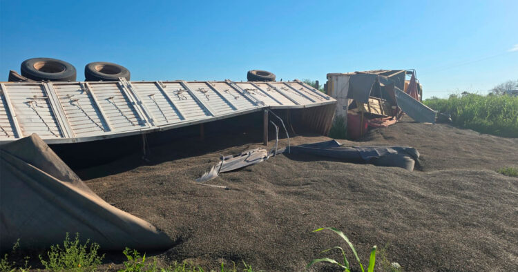 Camión con carga de semillas esparcida y acoplado volcado