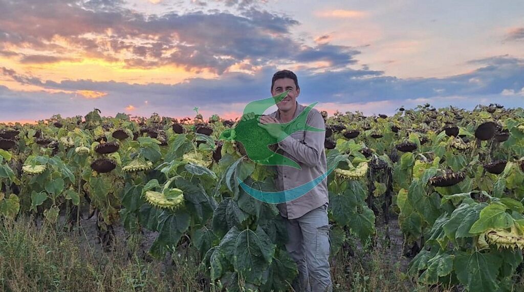 Récord de acopio en cosecha de girasol