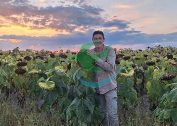 Récord de acopio en cosecha de girasol