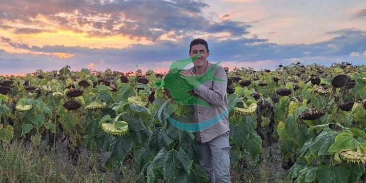 Récord de acopio en cosecha de girasol