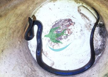 Serpiente dentro de una vivienda fue rescatada por Bomberos breñenses