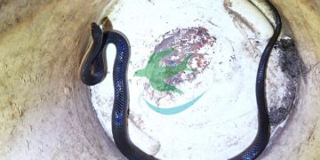 Serpiente dentro de una vivienda fue rescatada por Bomberos breñenses