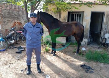 2 caballos fueron secuestrados de la vía pública