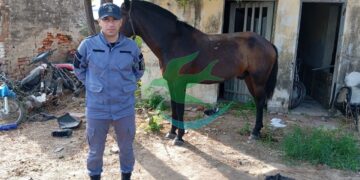 2 caballos fueron secuestrados de la vía pública