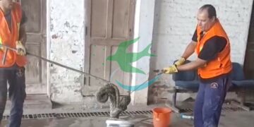 Insólito rescate de una “lampalagua”