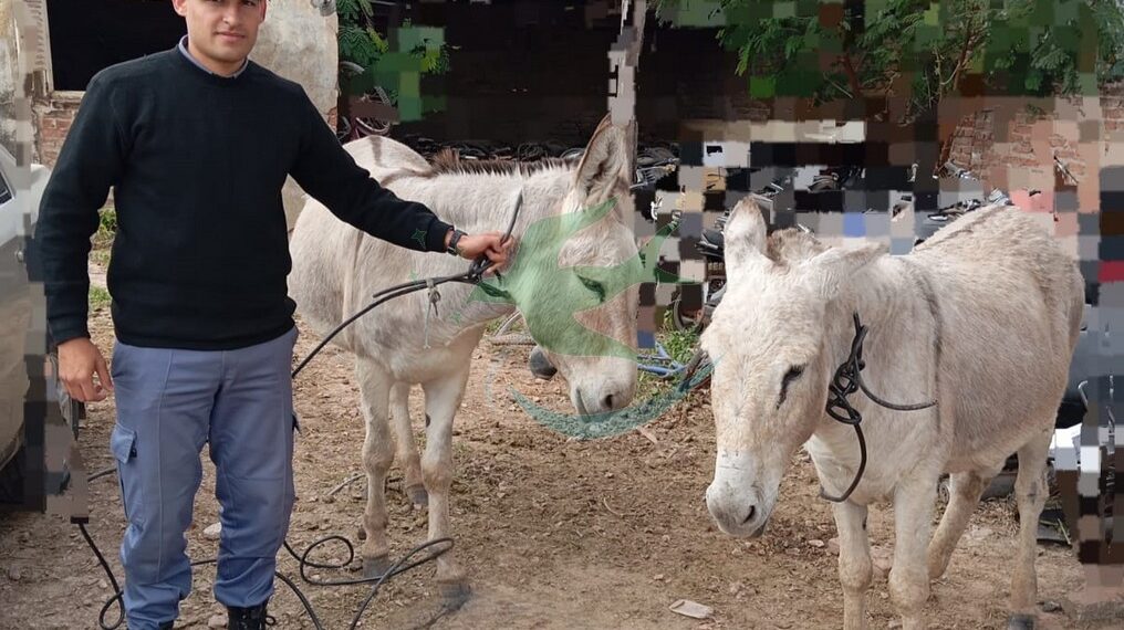 Interceptan animales sueltos en el cruce de Ruta 6 y España
