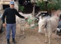 Interceptan animales sueltos en el cruce de Ruta 6 y España