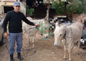 Interceptan animales sueltos en el cruce de Ruta 6 y España