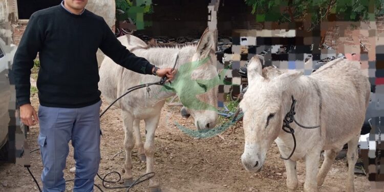 Interceptan animales sueltos en el cruce de Ruta 6 y España