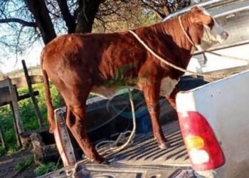 Llevaban una ternera atada en la caja de la camioneta