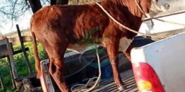 Llevaban una ternera atada en la caja de la camioneta