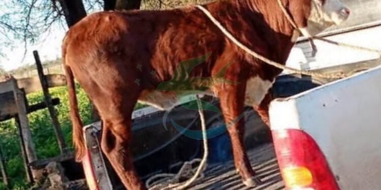 Llevaban una ternera atada en la caja de la camioneta